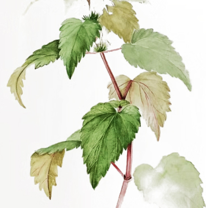 Atelier : stage d'initiation à l'illustration botanique Abbaye de Graville Le Havre