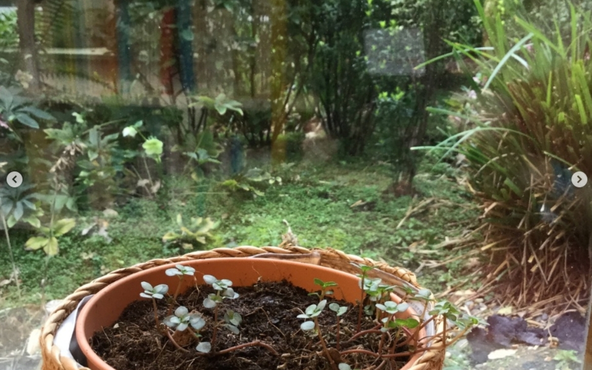 Atelier : végétaliser la bibliothèque ! Bibliothèque Drouot Paris