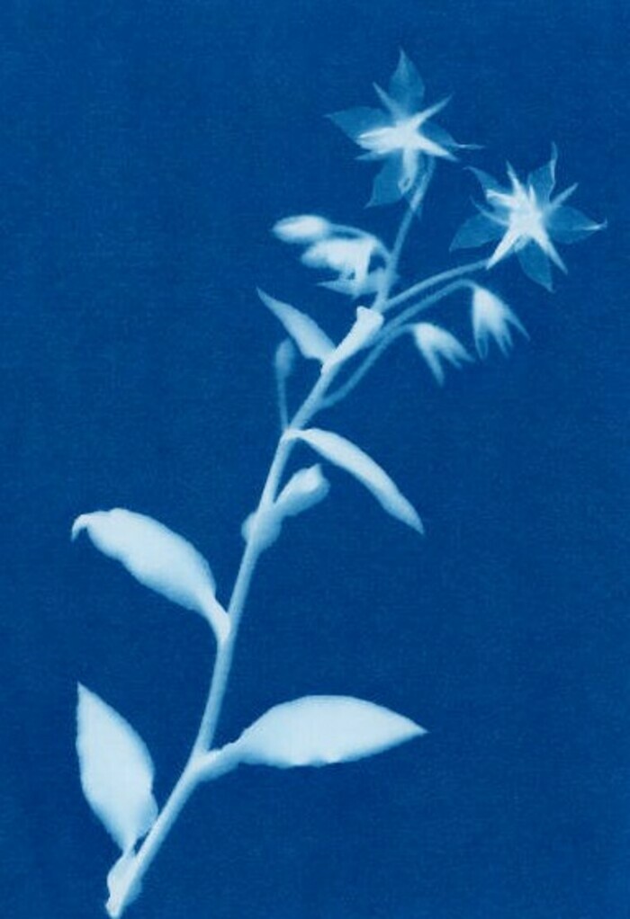 Ateliers initiation au cyanotype dans le jardin des Carmes Le jardin des Carmes Beauvoir-en-Royans