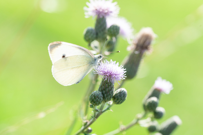 Attrape-moi si tu peux ! Parking de Mesnil-Glaise