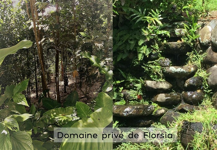 Au coeur de l&rsquo;agroforesterie, Domaine de Florsia, Sainte-Rose