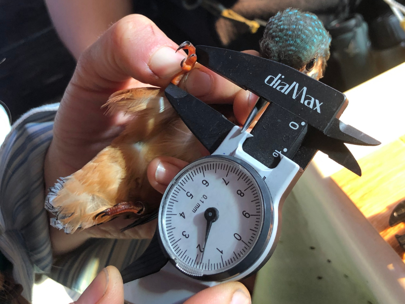 Bague à la patte à Terres d'Oiseaux 2 les Nouvelles Possessions Braud-et-Saint-Louis 2026-08-05