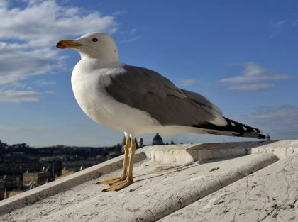 BALADE À LA DÉCOUVERTE DES OISEAUX  Sainte-Marie-la-Mer