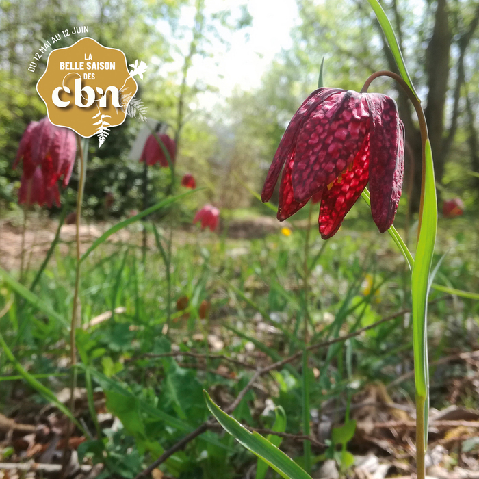 Balade à la découverte du Marais de Boistray et de sa flore - Rhône Saint-Georges-de-Reneins Saint-Georges-de-Reneins