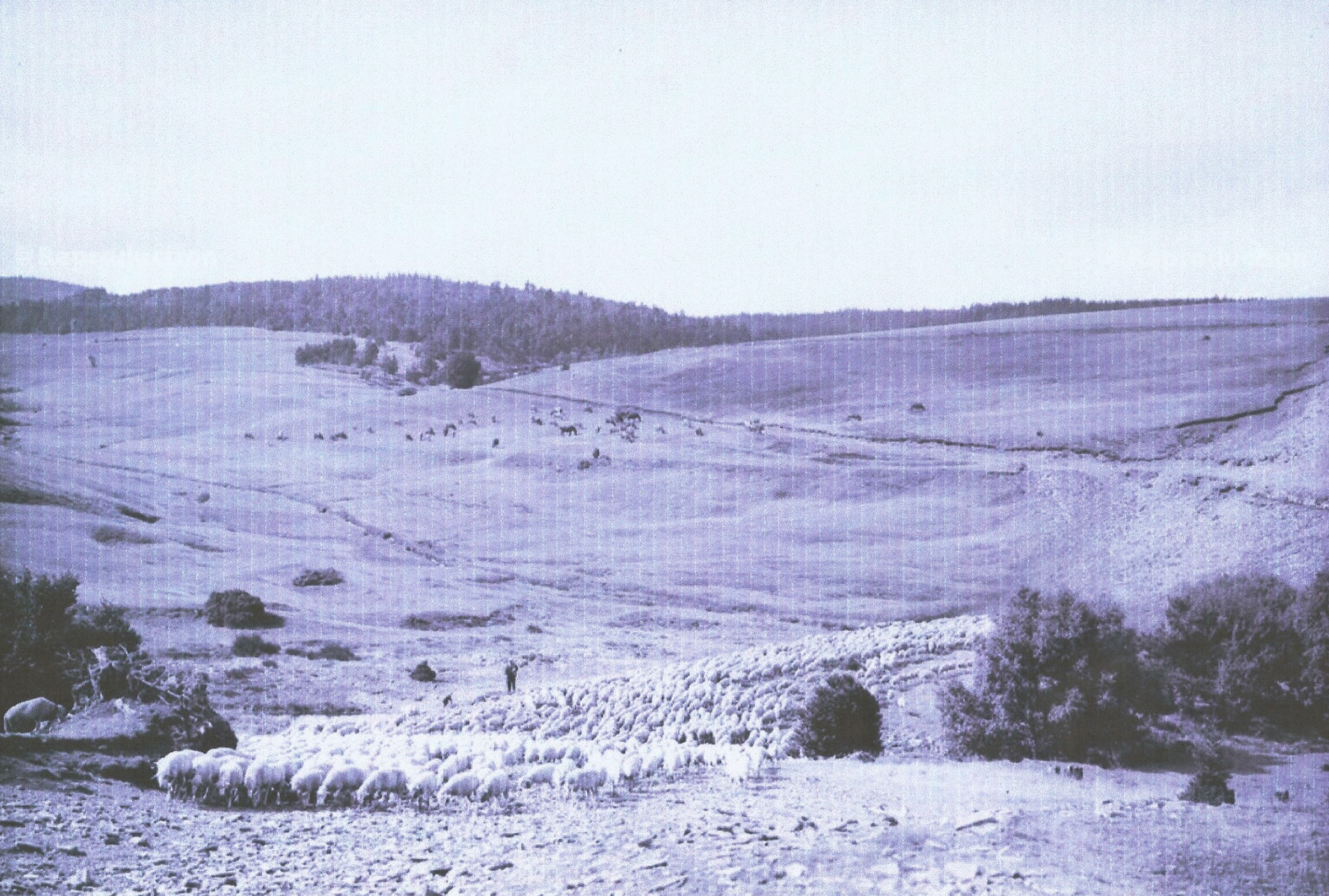 BALADE ANIMÉE MERCOIRE D&rsquo;AUTREFOIS, PAYS DE TRANSHUMANCE  Cheylard-l&rsquo;Évêque