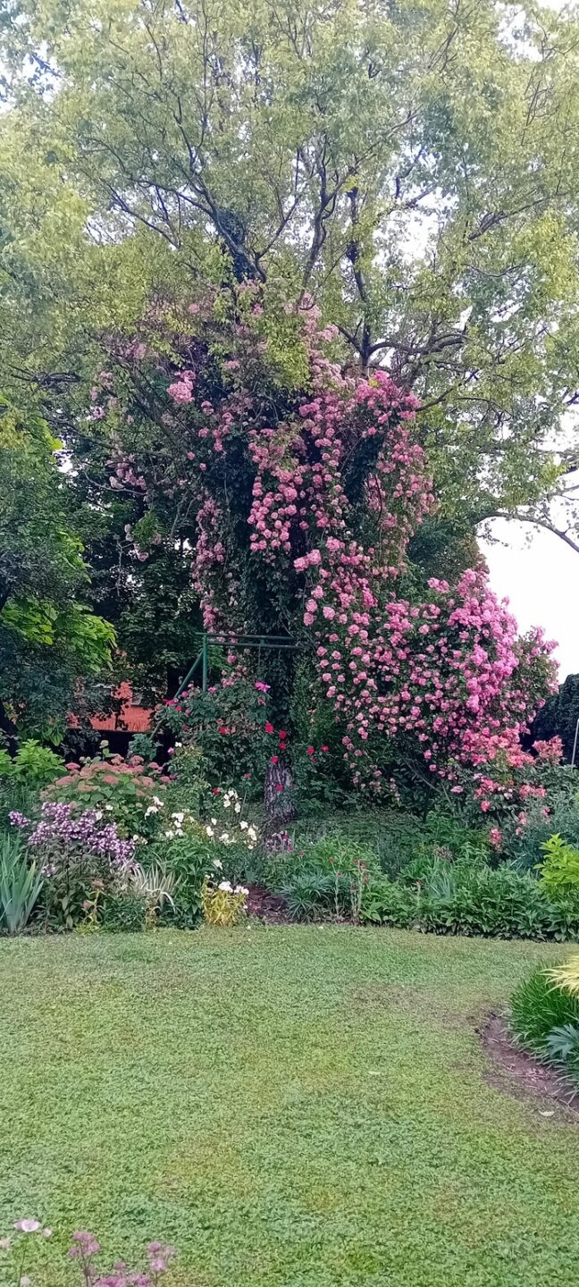 Balade au jardin Le jardin de Nicole Gerstheim