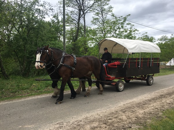Balade avec un âne bâté forêt Moustey