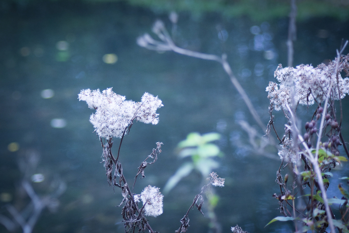 Balade botanique au parc de Croisilles | RDV Découverte, Pont de Brie – 22 Pré de Clinchamps, Grimbosq