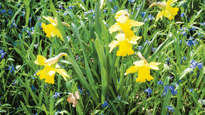 Balade botanique, Chamborigaud, Chamborigaud
