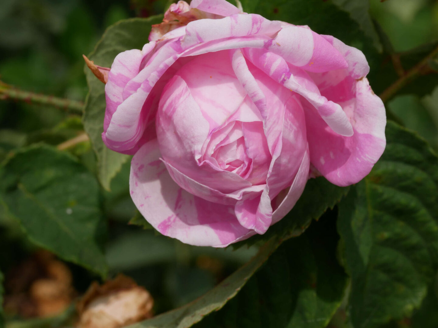 Balade botanique dessinée Jardin des Plantes Compagnes Montgesoye