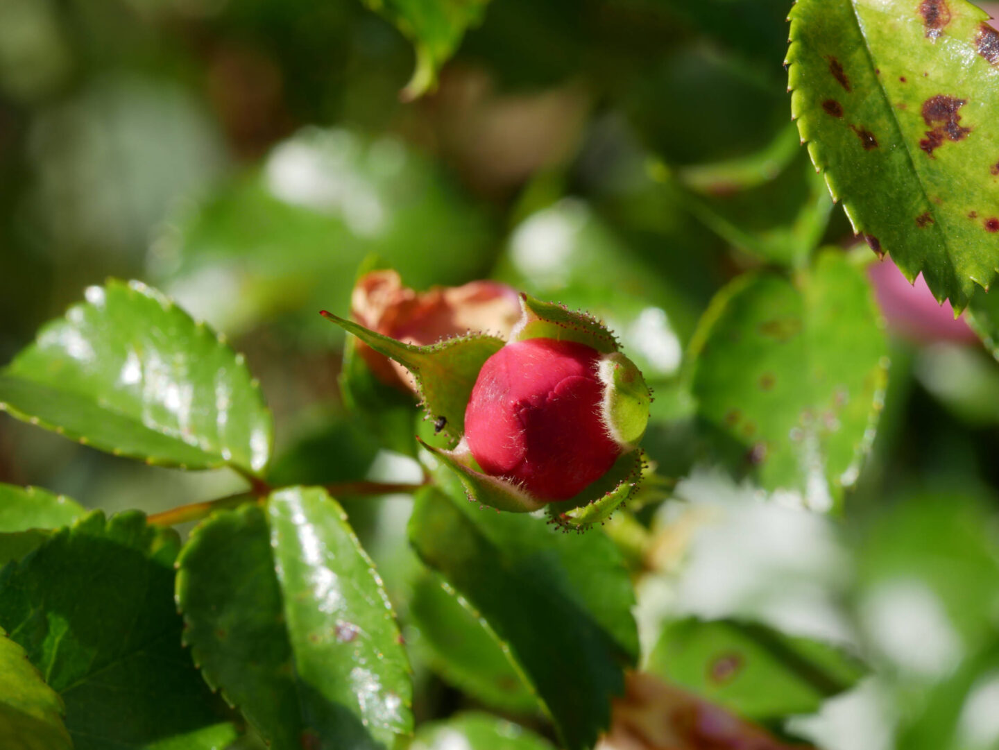 Balade botanique dessinée 40 Rue de Besançon Montgesoye 2026-07-11