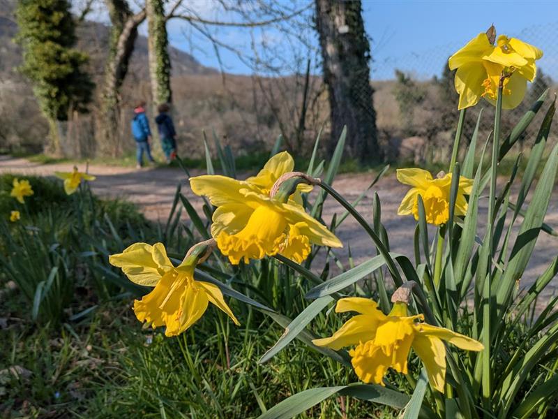Balade botanique  Gueberschwihr