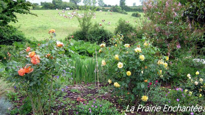 Balade commentée dans la prairie enchantée La prairie enchantée Exireuil