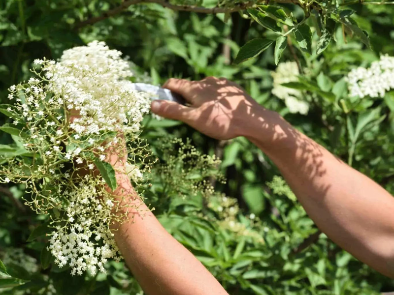 Balade-cueillette & initiation à la cuisine sauvage  Marcilly-sur-Maulne