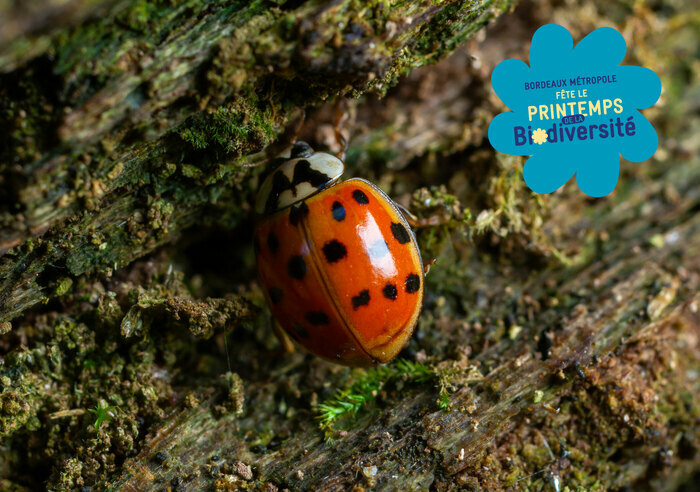 Balade dans le parc Ausone et observation des insectes Parc Ausone Bruges