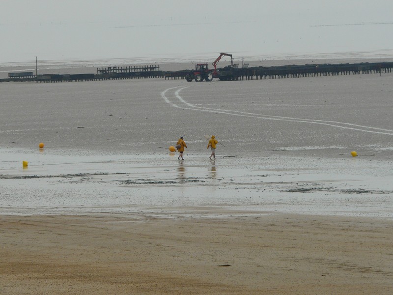 Balade découverte de l&rsquo;estran  Hauteville-sur-Mer