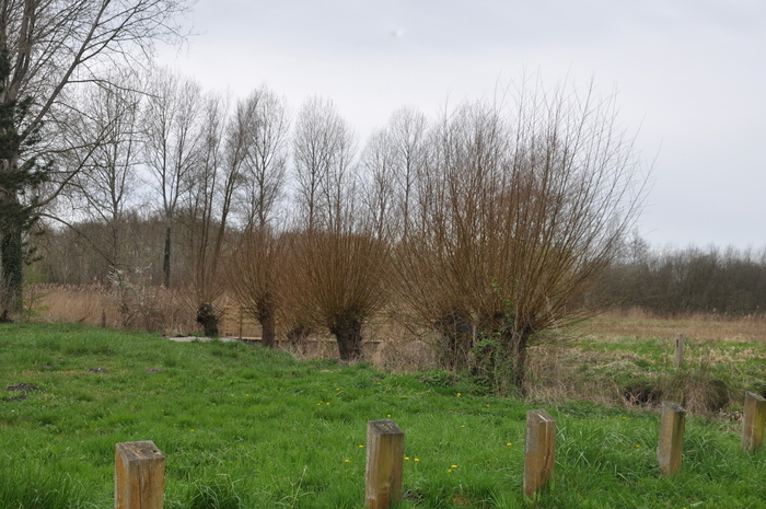 Balade « Entre Maye et marais », Allée du Marquis 80120 RUE, Rue