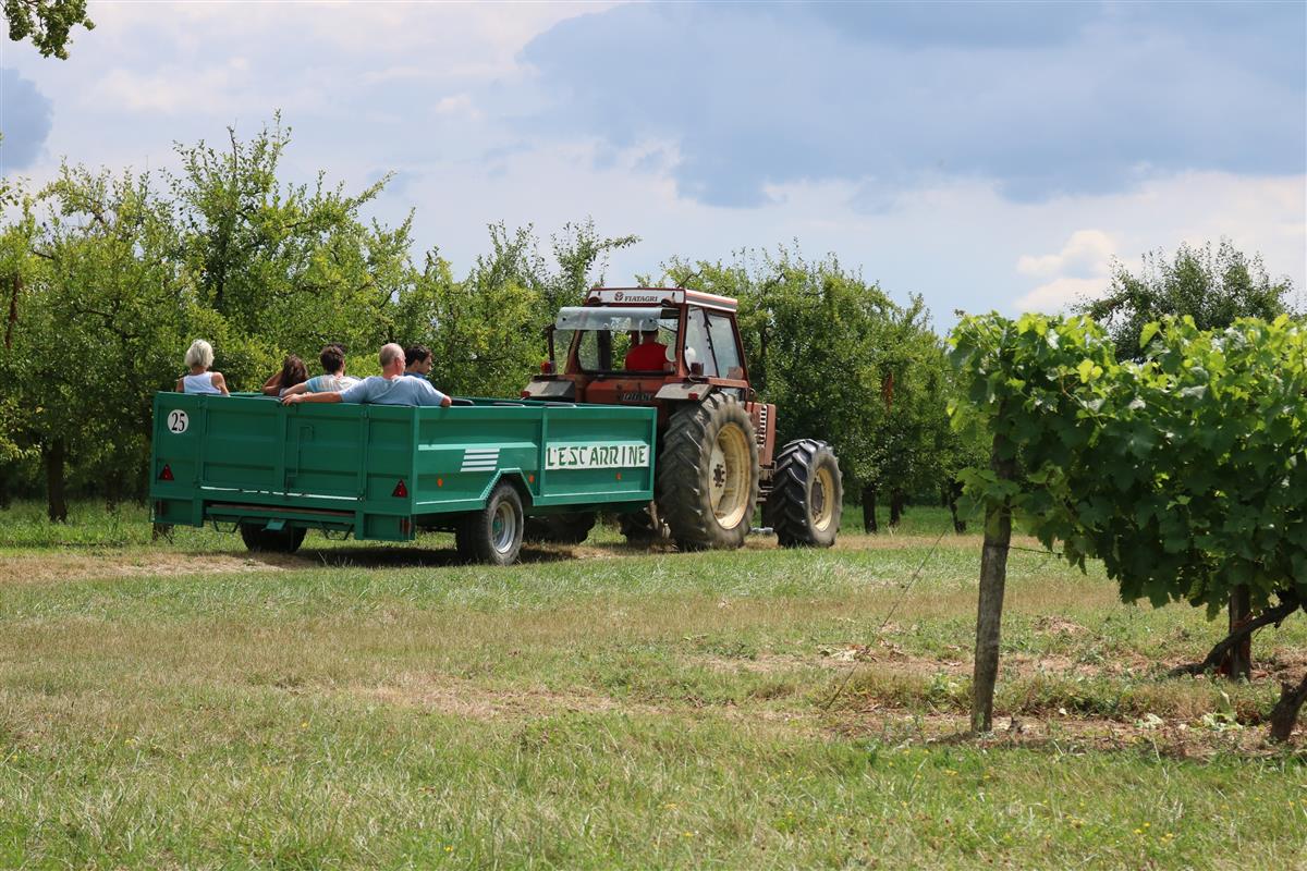 Balade insolite dans le vignoble. Domaine du Frandat Nérac 2026-07-16