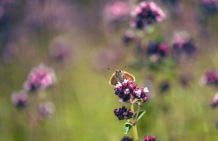 Balade naturaliste : la danse des papillons WATTRELOS Wattrelos