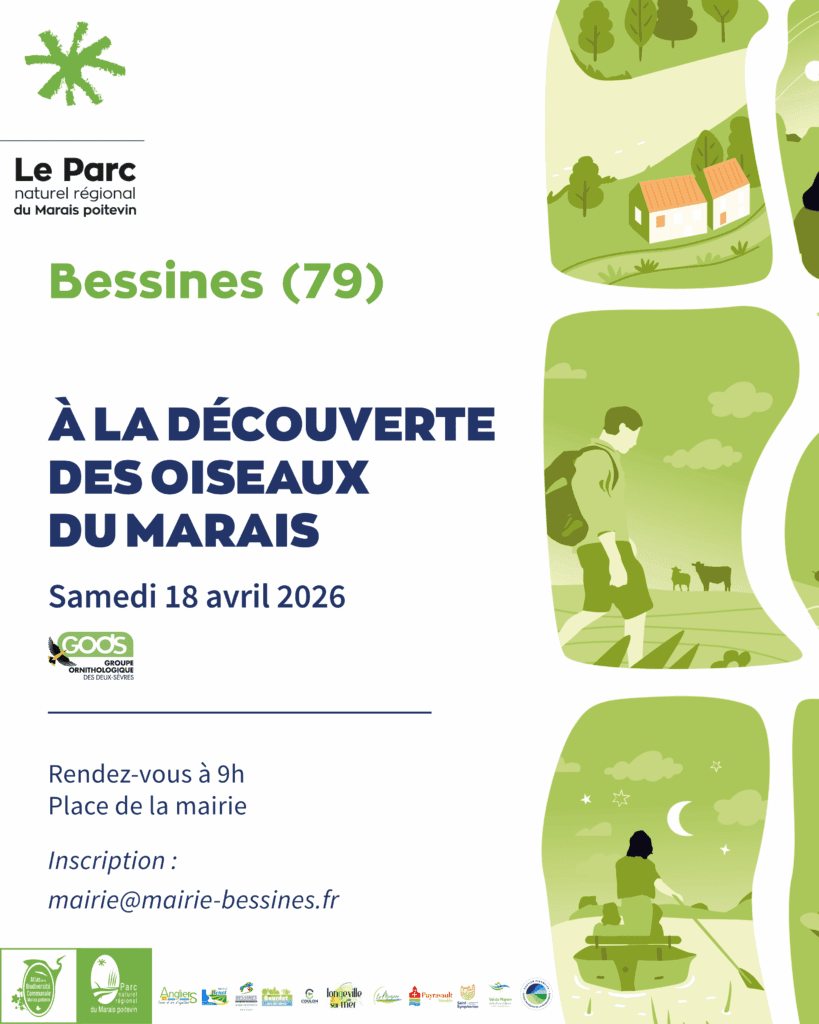 Balade nature Découverte des oiseaux du marais à Bessines  Bessines