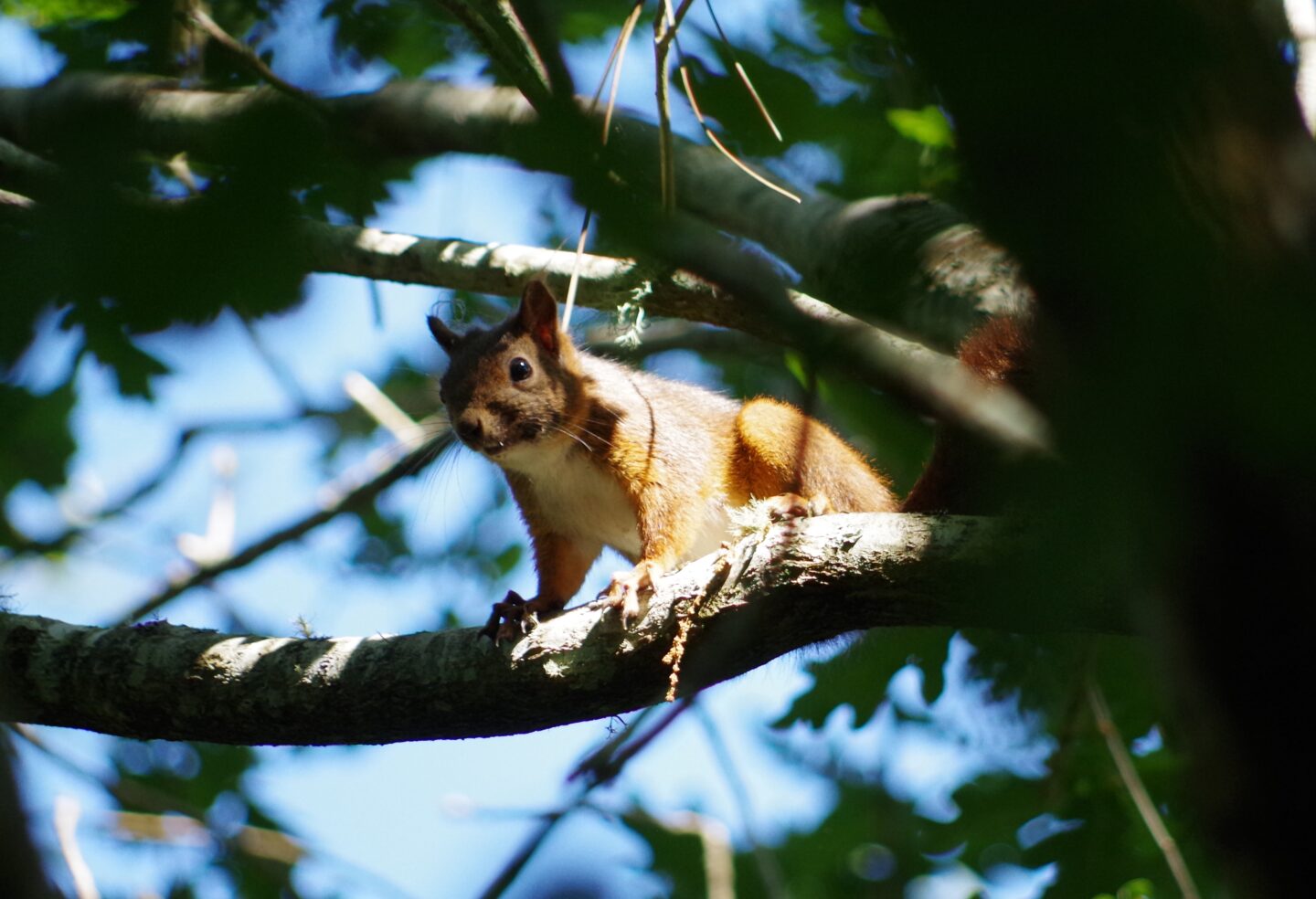 Balade nature Entre courant et forêt mairie Ste Eulalie en Born Sainte-Eulalie-en-Born