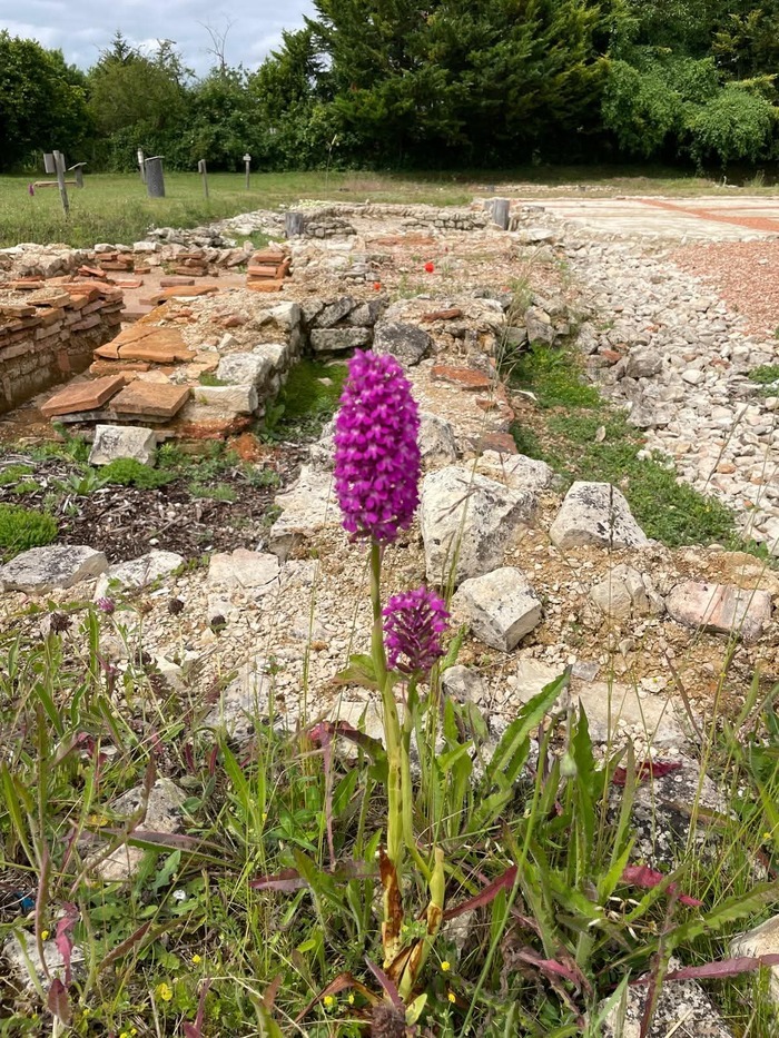 Balade Nature et Patrimoine avec la LPO, Jardin végétalisé du site archéologique, Saint-Saturnin-du-Bois