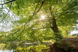 Balade nature la forêt morvandelle