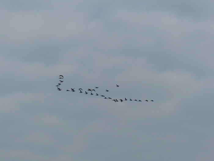 Balade nature « La migration », Phare, rue Paul-Émile Victor, Ouistreham