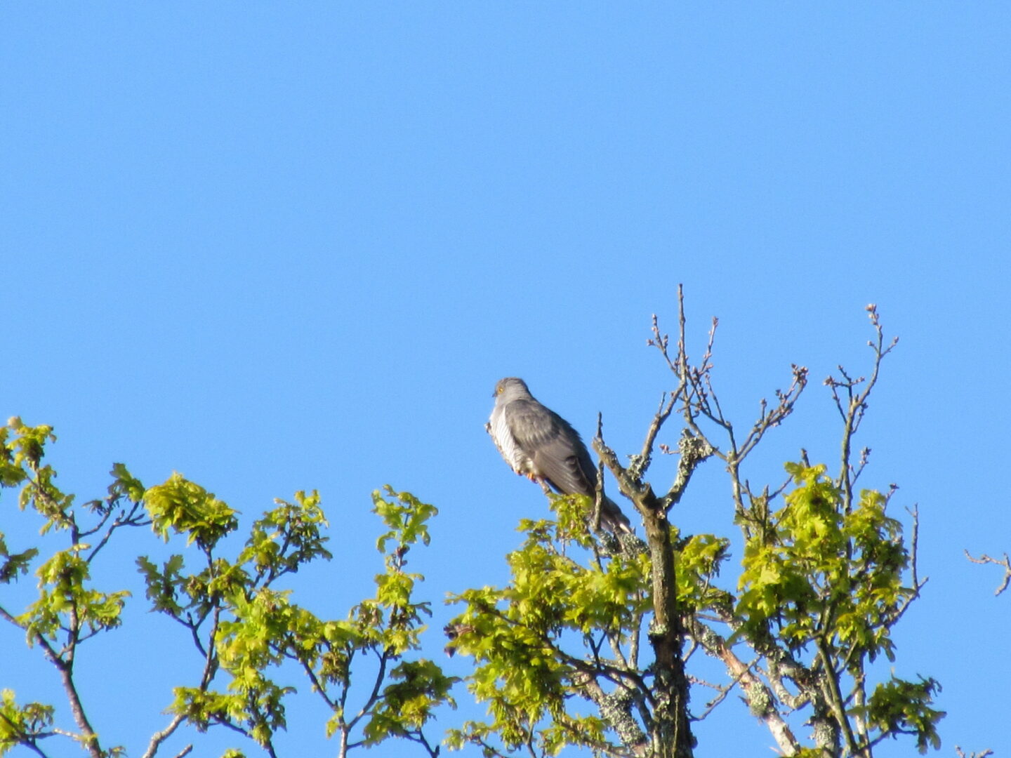 Balade nature la symphonie des oiseaux CAMPING DU LAC Sainte-Eulalie-en-Born