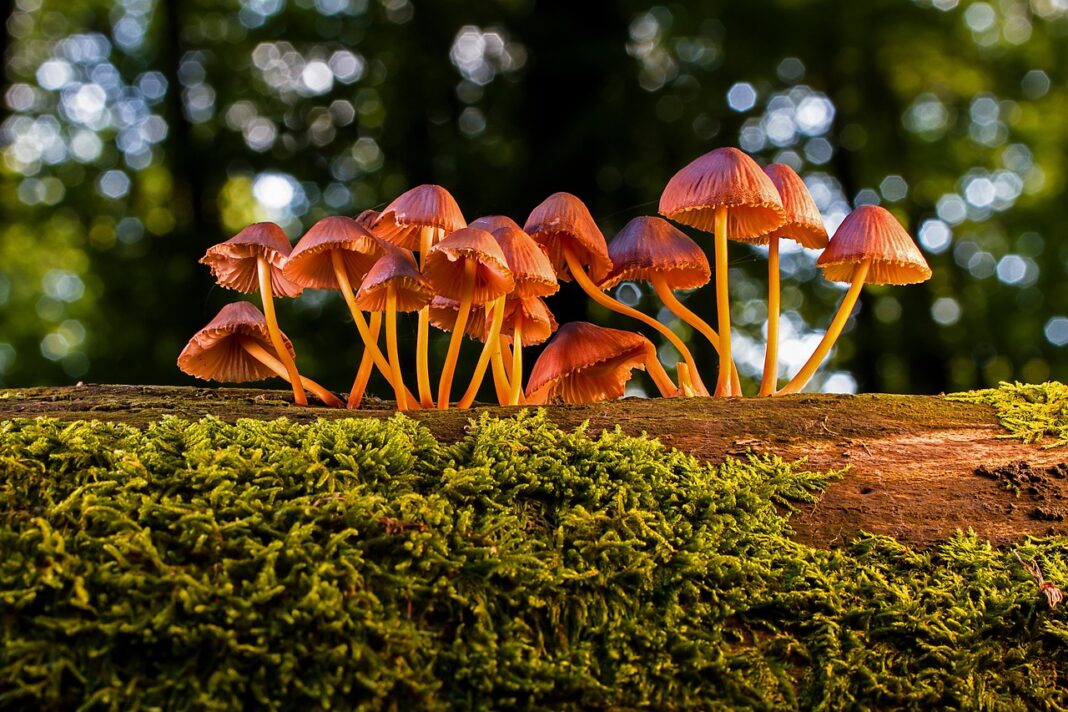 Balade nature les champignons  Évaux-les-Bains