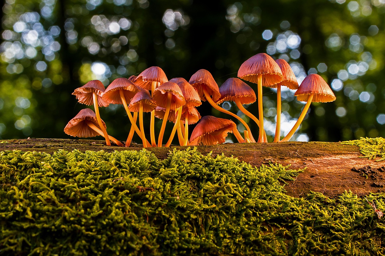 Balade nature les champignons  Évaux-les-Bains