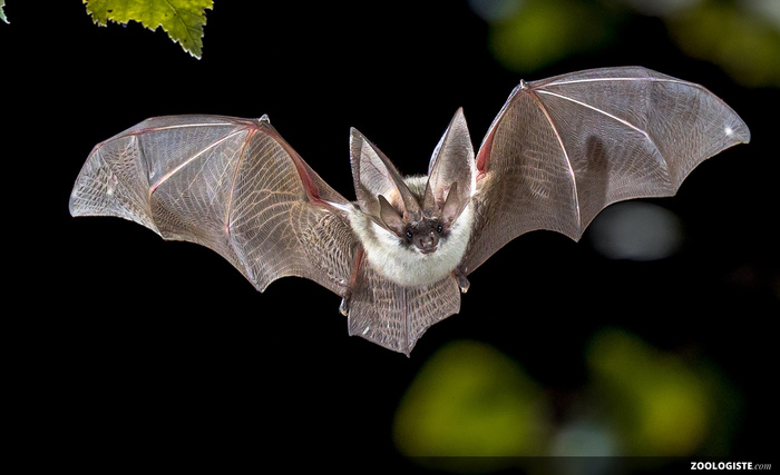 Balade nature : les chauves-souris Chantepie Chantepie