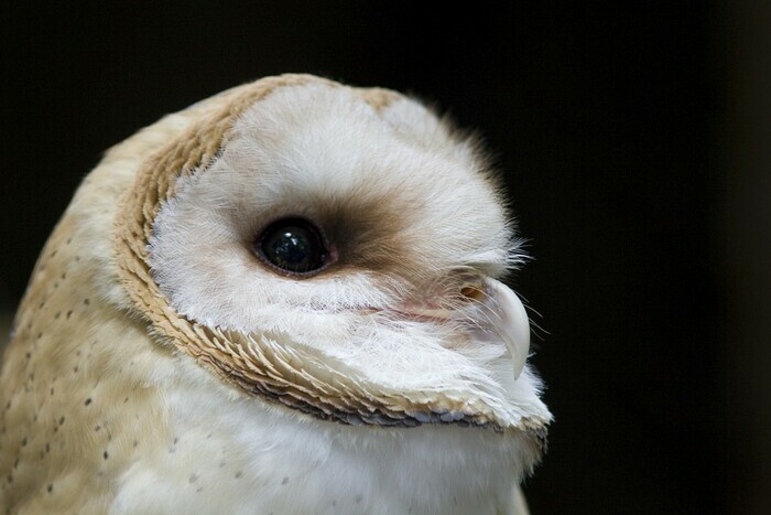 Balade nocturne au Clos Menou Halle du Clos Menou Argentan