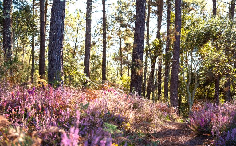 Balade Pédestre guidée 20 Rue du Général Caunègre Moliets-et-Maa 2026-08-06
