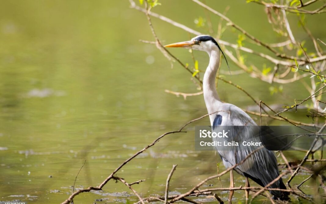 Balade photo: les oiseaux au petit matin au bord du lac LAC DES MINIMES PARIS
