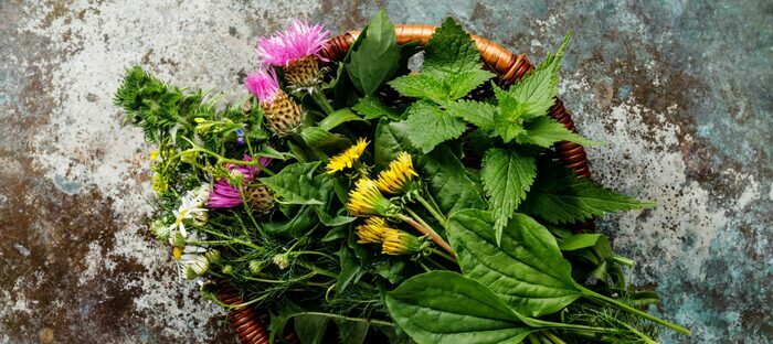 Balade plantes sauvages comestibles, Chantepie, Chantepie