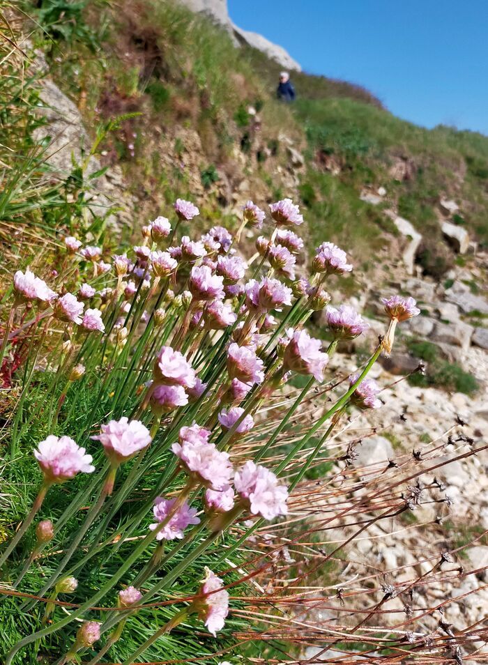 Balade plantes sauvages comestibles, Moulin d&rsquo;Alm, 29430 Plounévez-Lochrist, France, Plounévez-Lochrist