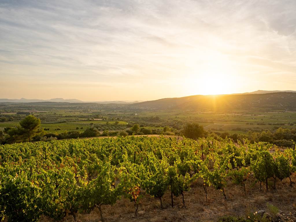 BALADE VIGNERONNE 220