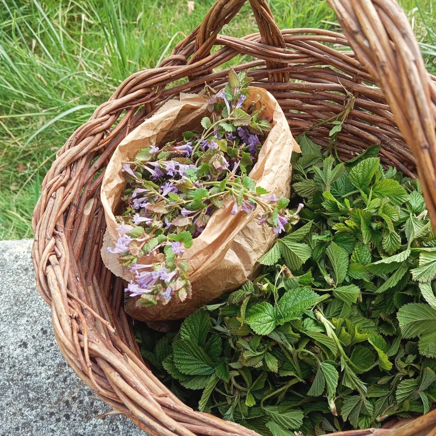 Balades botaniques  Chezal-Benoît