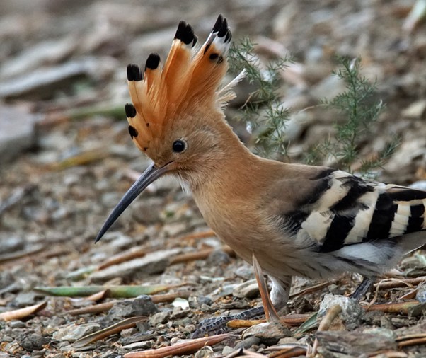 BALADES NATURALISTES DU MARDI  Collioure