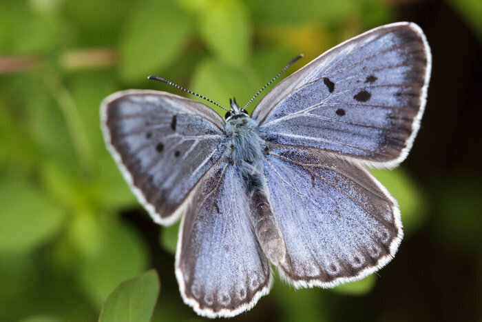 Biodivélo, Pau, Pau