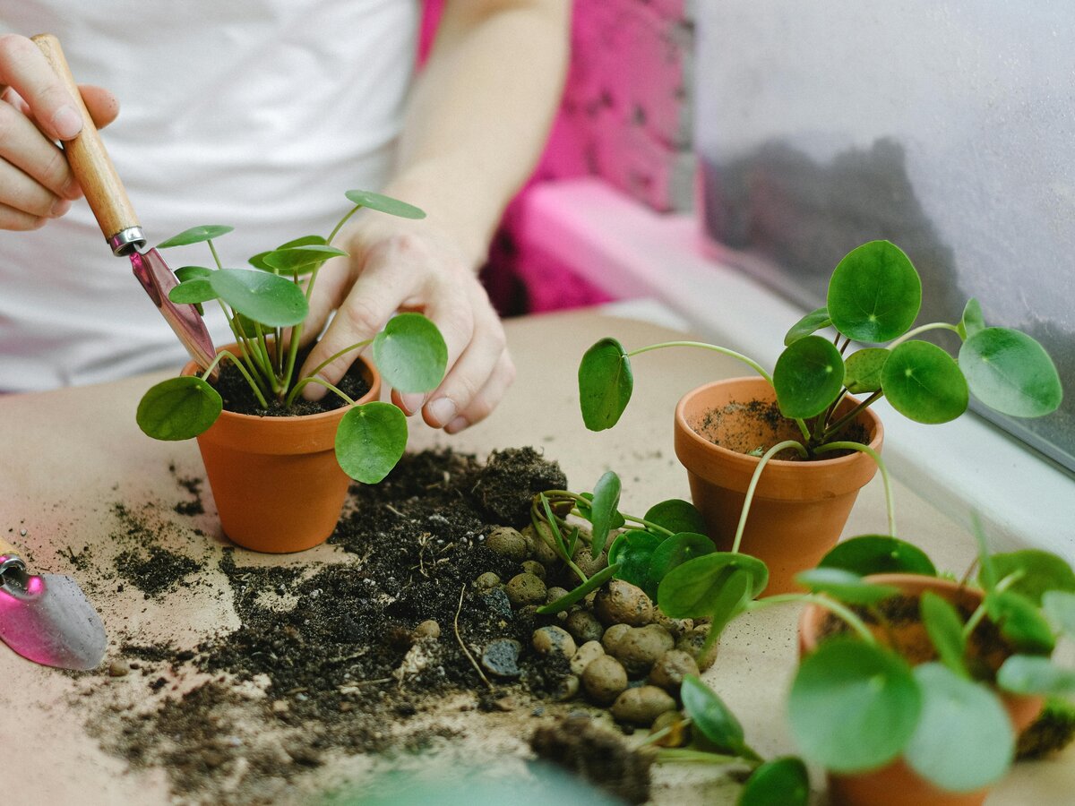 Bourse aux plantules  Coutances