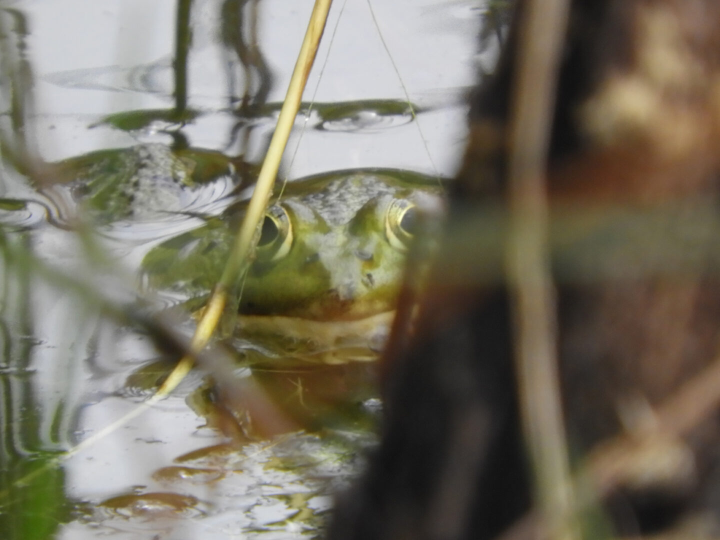 Ça grouille dans la mare ! 297 avenue de l'Adour Anglet 2026-05-16
