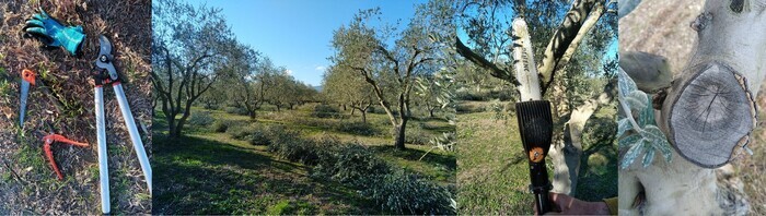 CA83 – Démonstration de matériels de taille en oléiculture, Barjols (83), Barjols