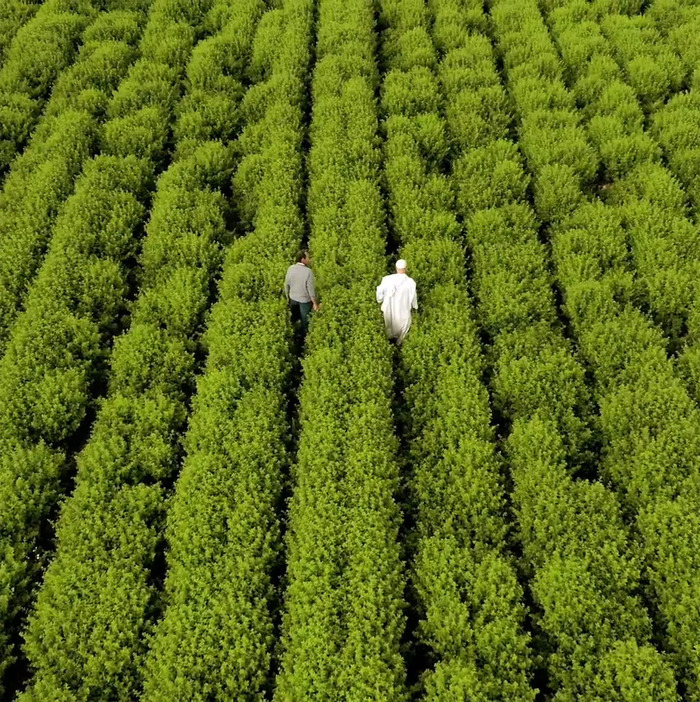 Caves de la Chartreuse Caves de la Chartreuse Voiron