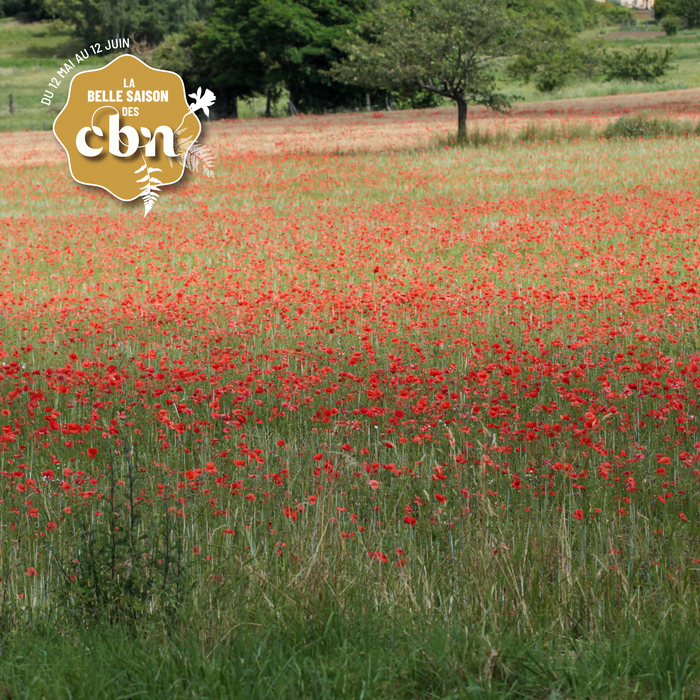 Céréales anciennes et belles des champs – Haute-Loire, Jardins du Conservatoire botanique national du Massif central, Chavaniac-Lafayette