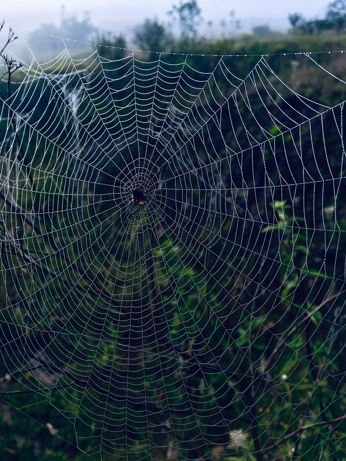 Chant des oiseaux 3 Rue du Musée Ger 2026-10-29