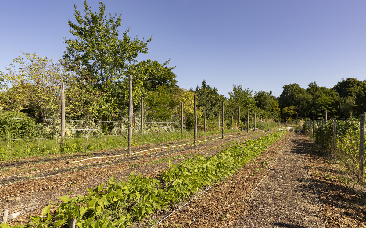 Chantier maraicher Ferme de Paris Paris