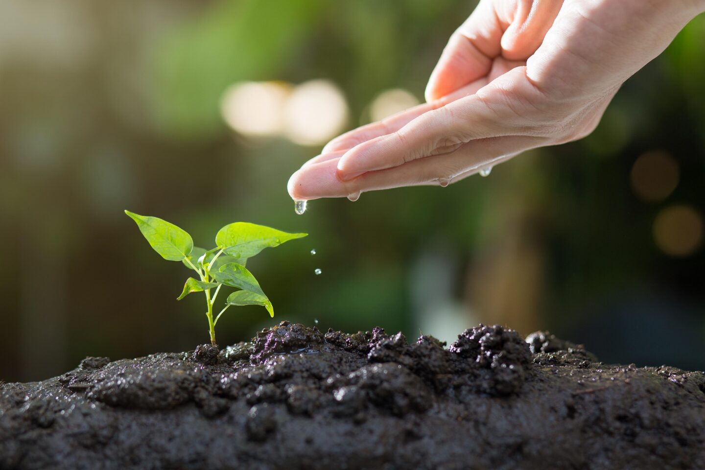 Chantier Participatif Semon une Zone de Biodiversité Mairie annexe de Charray Cloyes-les-Trois-Rivières 2026-05-23