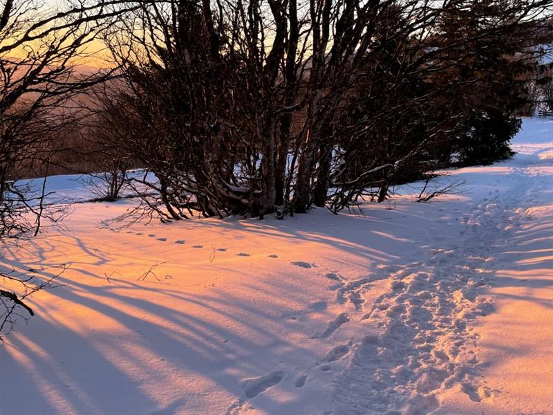 Circuit raquettes des auberges R3 Linthal Haut-Rhin